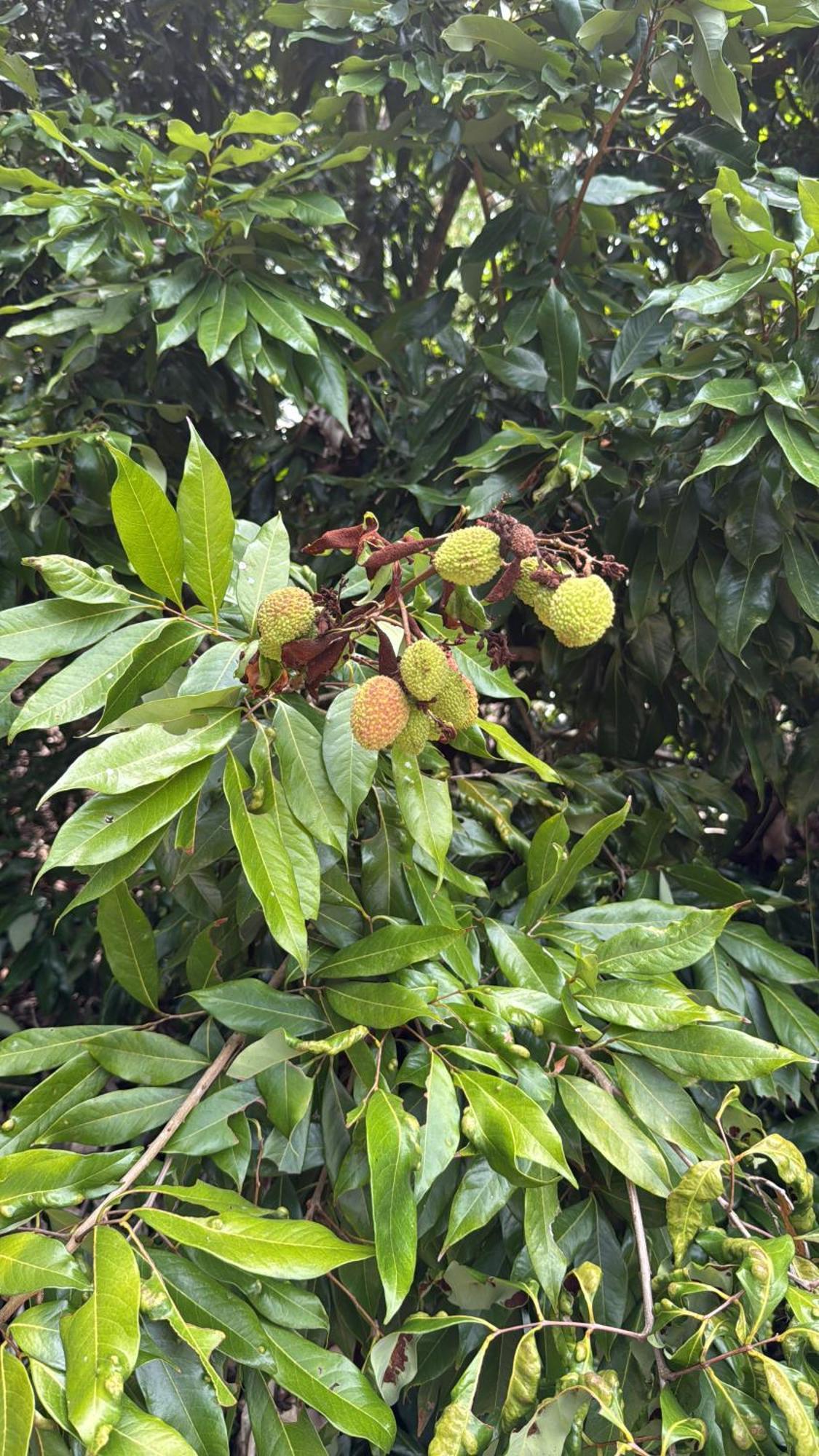 סאו לואיס דו פראיטינגה Casarao Verde מראה חיצוני תמונה